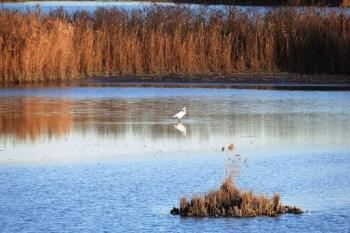 I4-179 by IZ4EFP - 2018 - Laghi Oasi Campotto (FE)
Ref. I4-179
IZ4EFP/P  10-03-2018